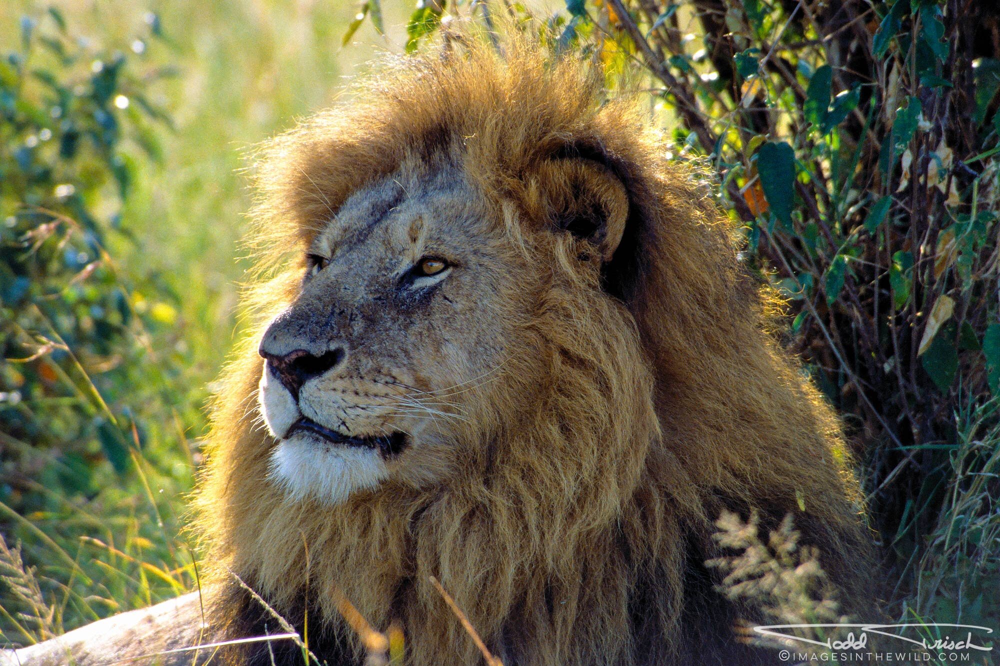 Masai Mara Male