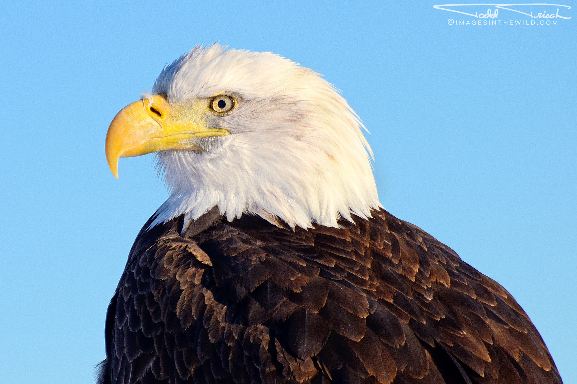 Klamath Refuge Bald Eagle