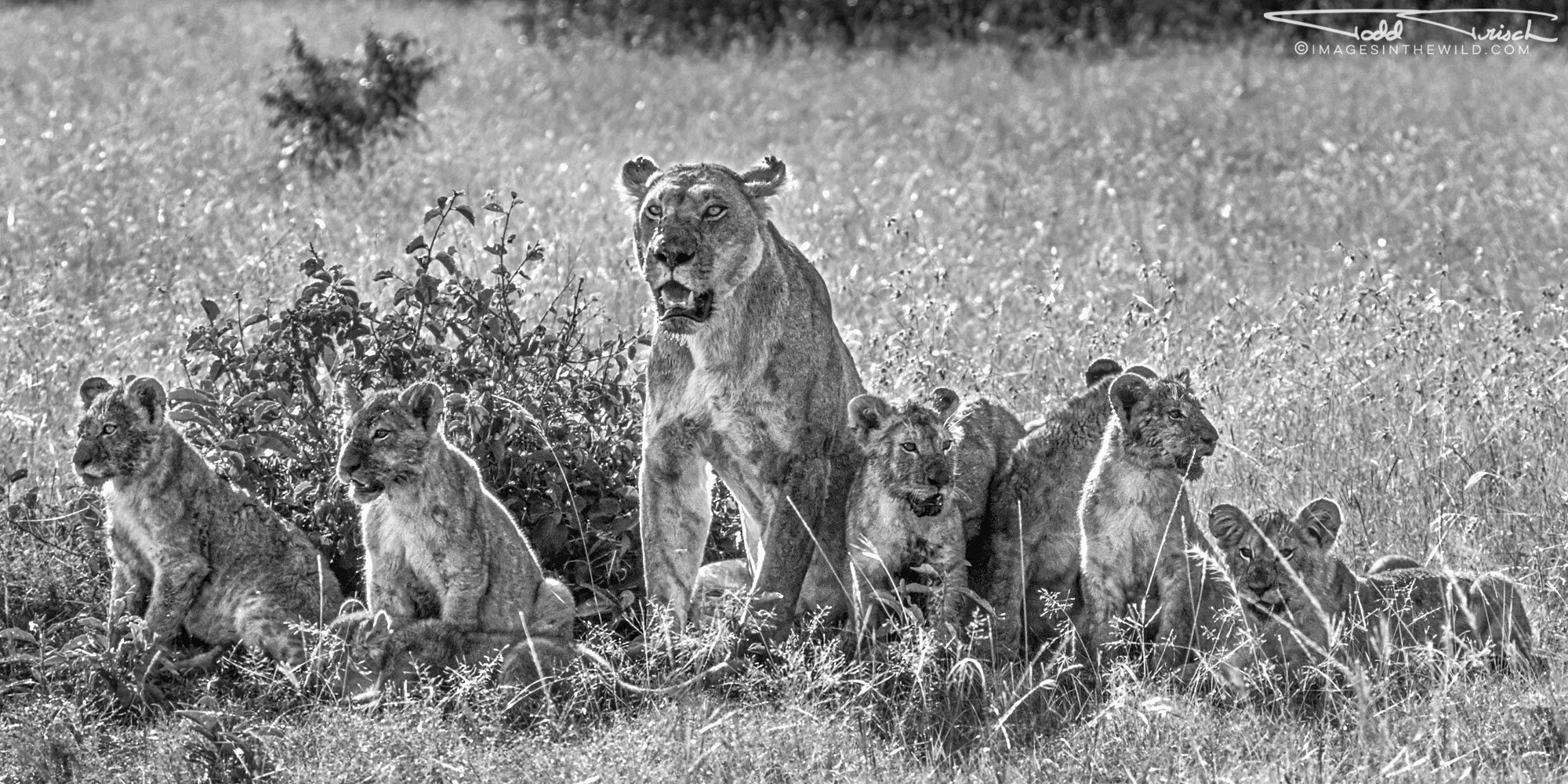 Mother Lion and Cubs