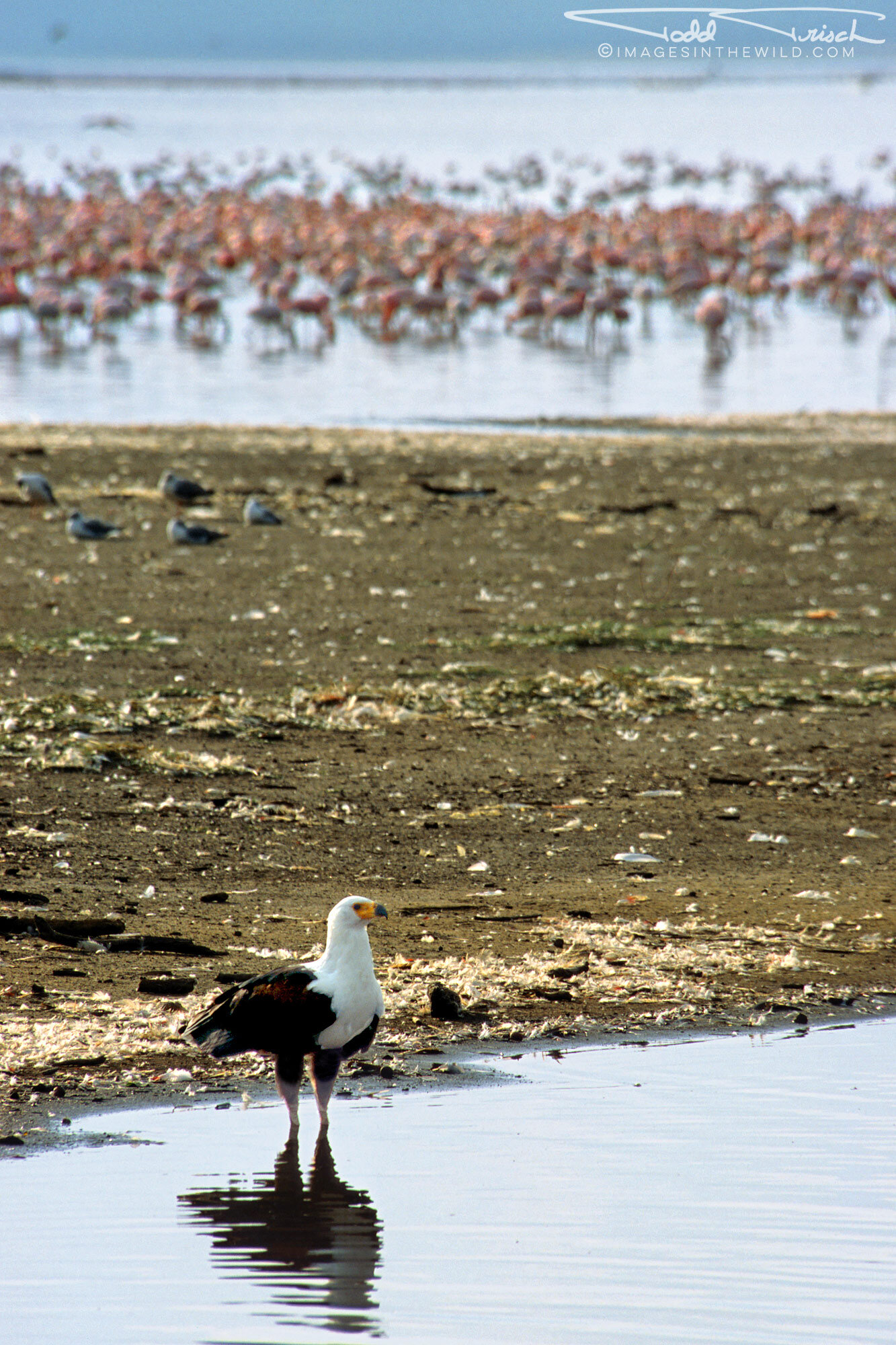 African Fish Eagle