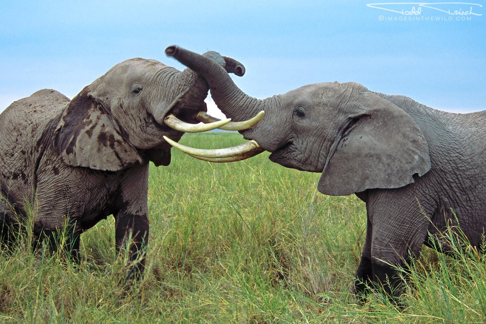 Battling Elephants