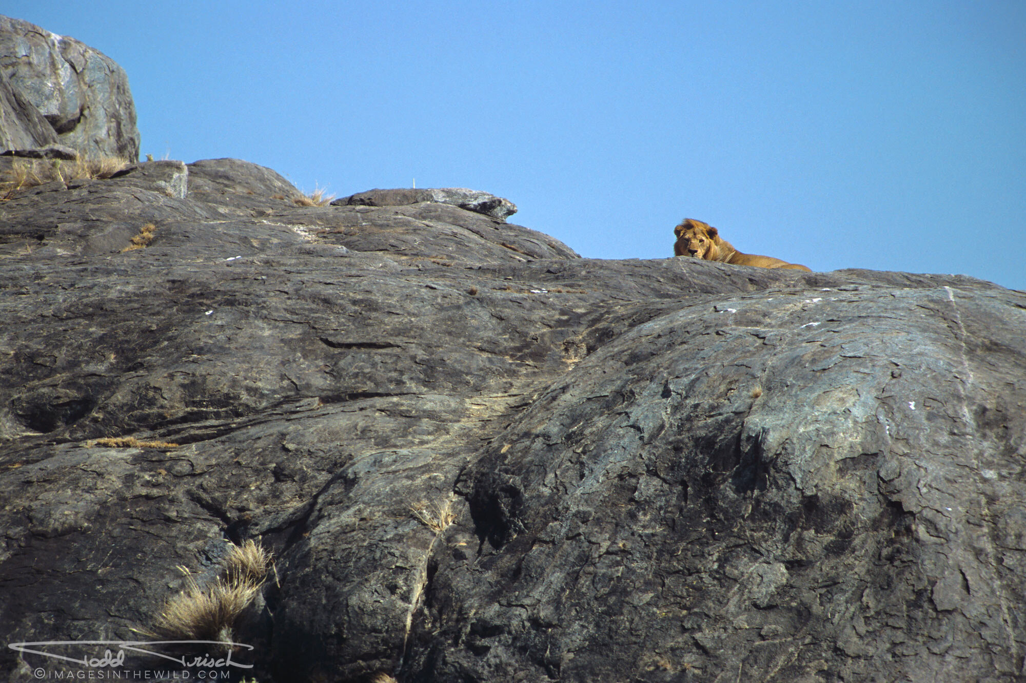 Simba Kopjes Lion