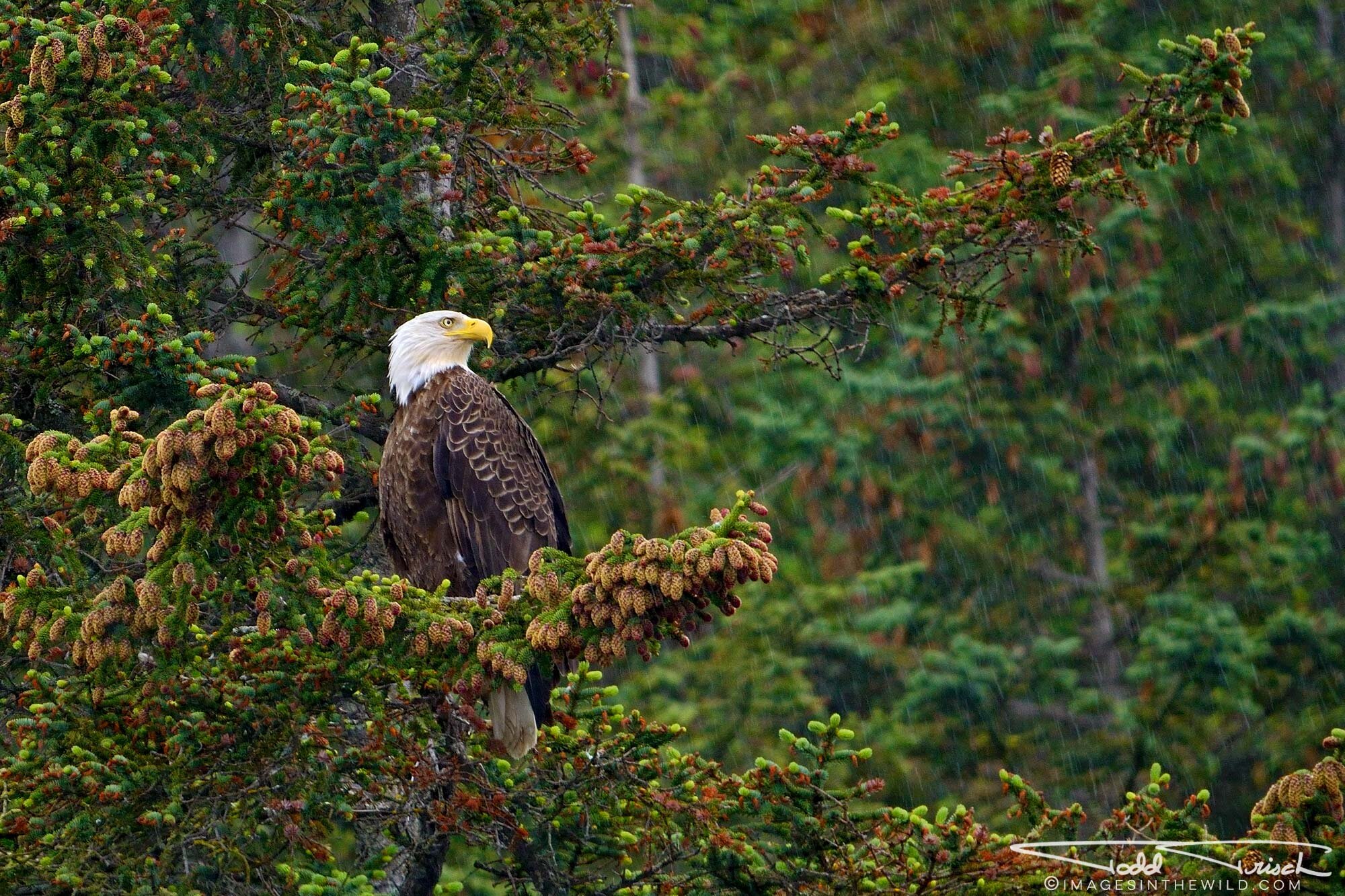 Bald Eagle in the Rain