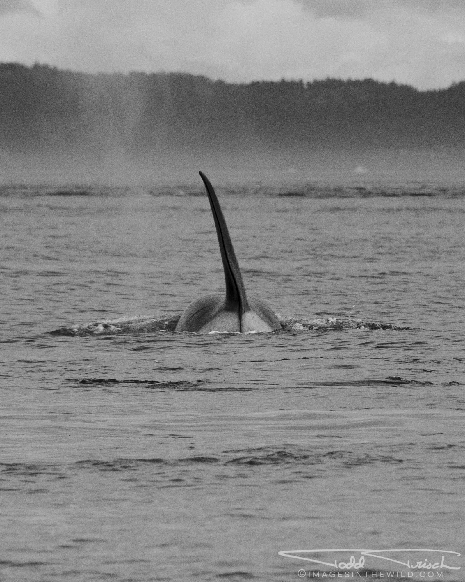 Killer Whale Dorsal Fin