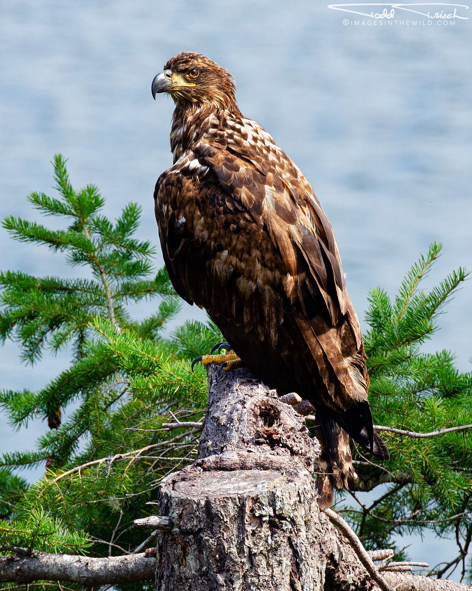 Sooke Harbour Juvenile Eagle