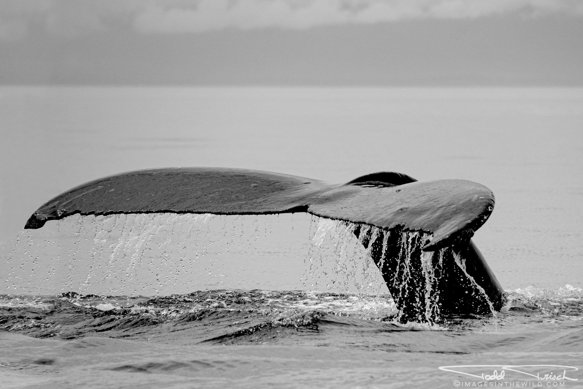 Salish Sea Humpback Fluke