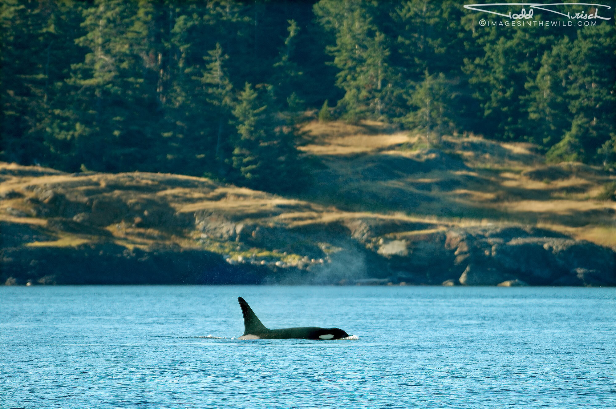 Coastal Orca (San Juan Islands)