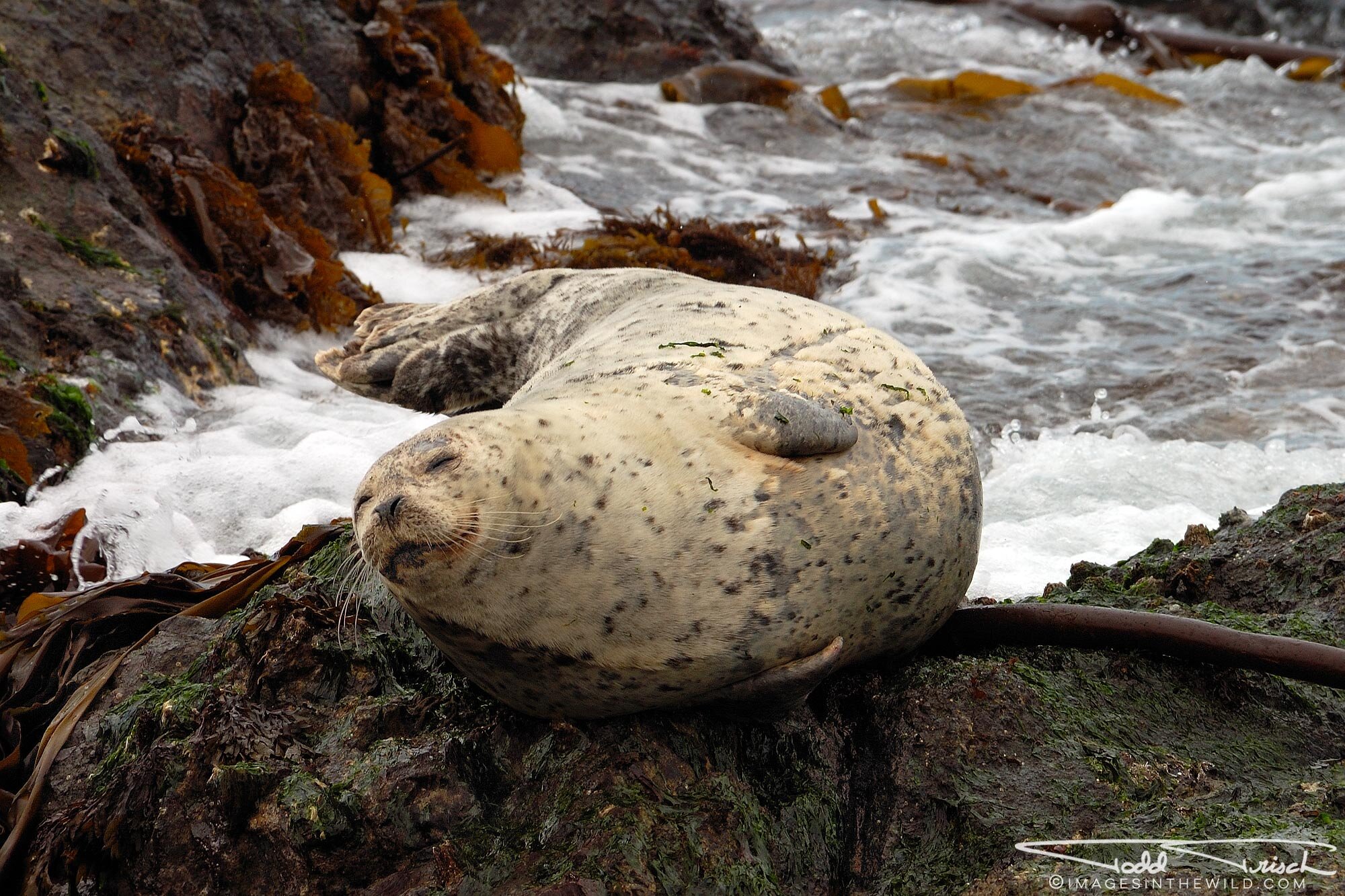 Happy Harbor Seal (San Juan Island)