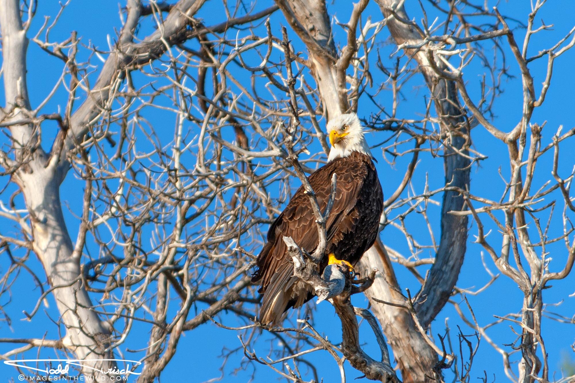 San Juan Island Bald Eagle (Washington)