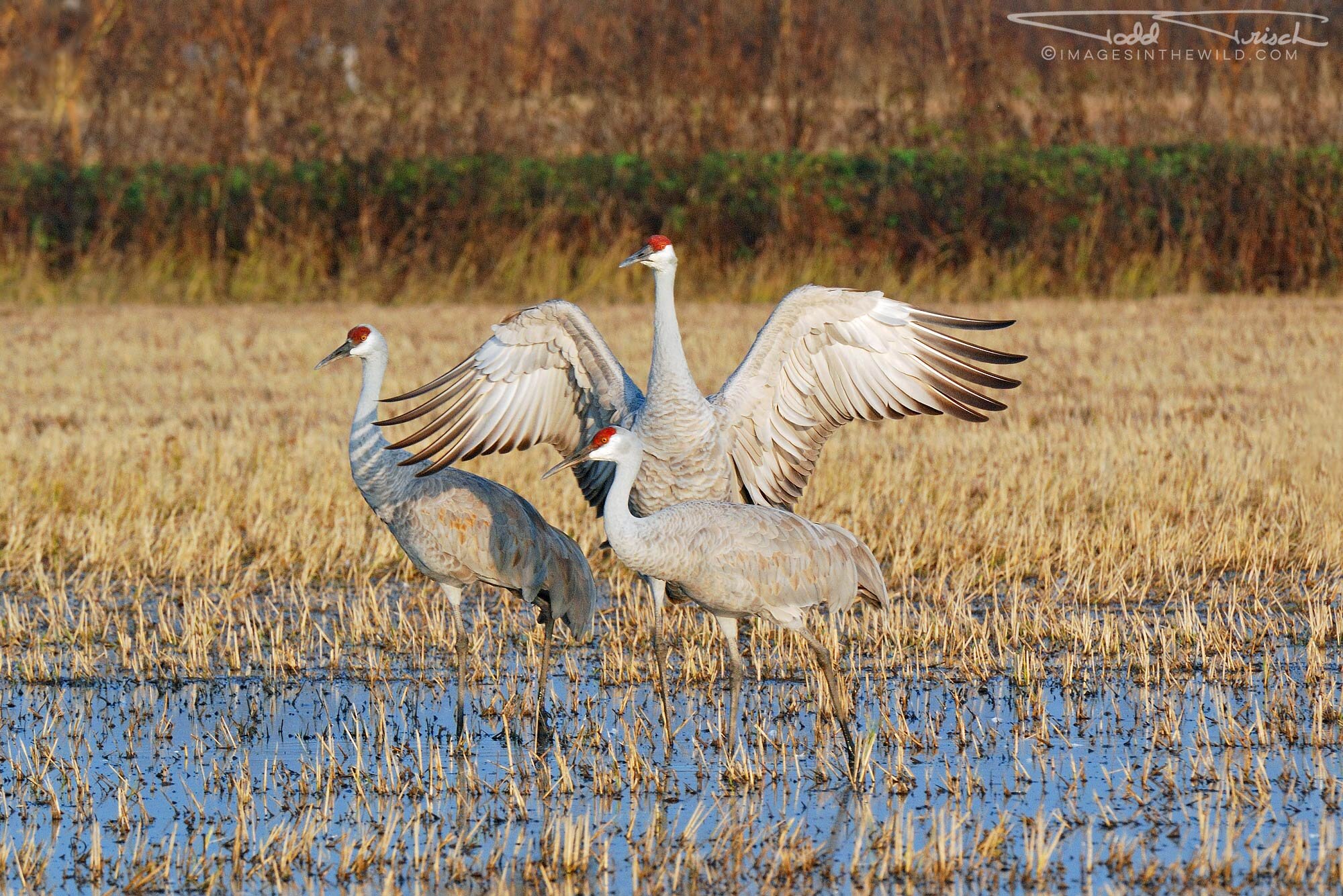 Cosumnes River Sandhill Cranes