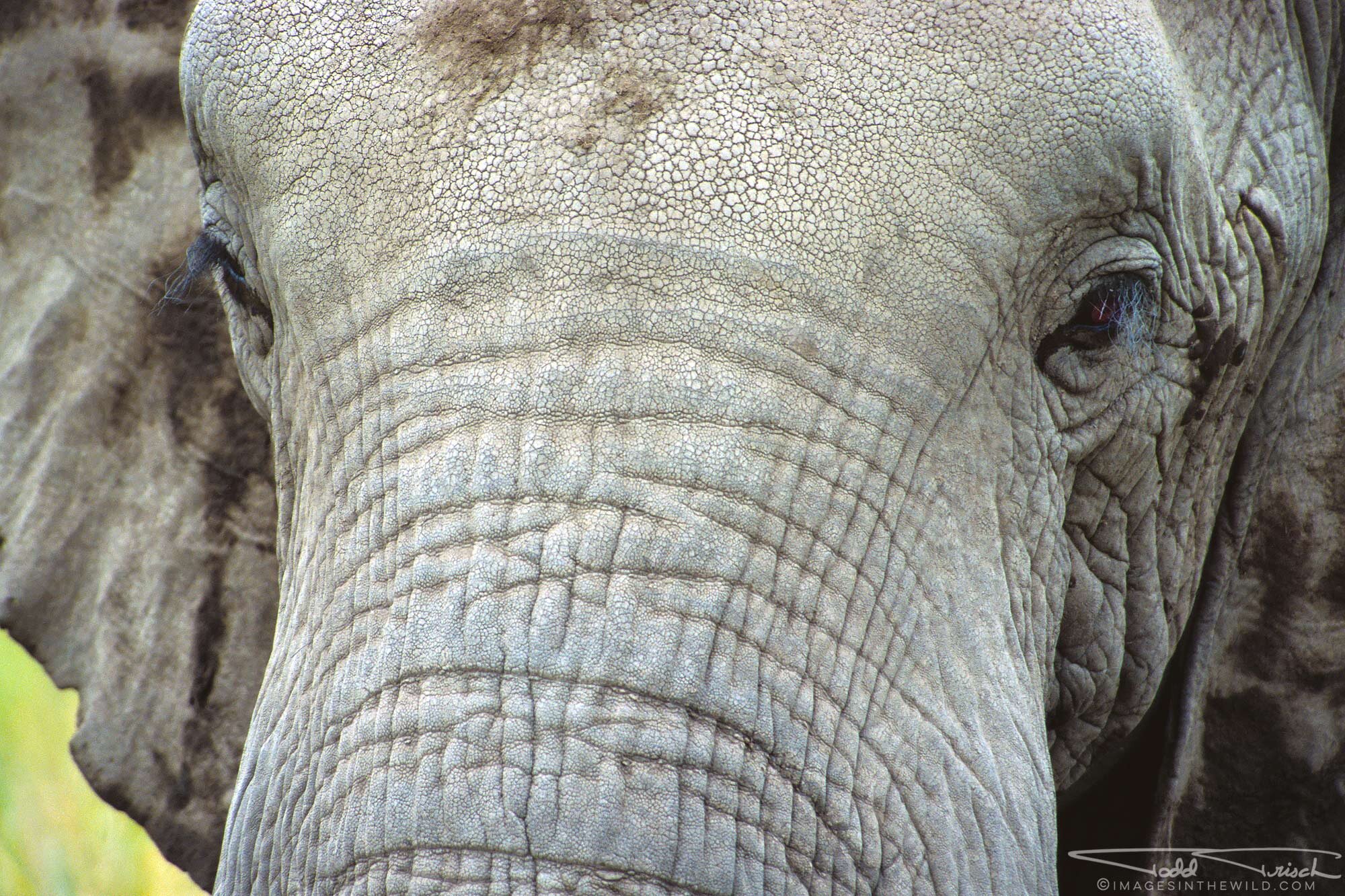 African Elephant Face