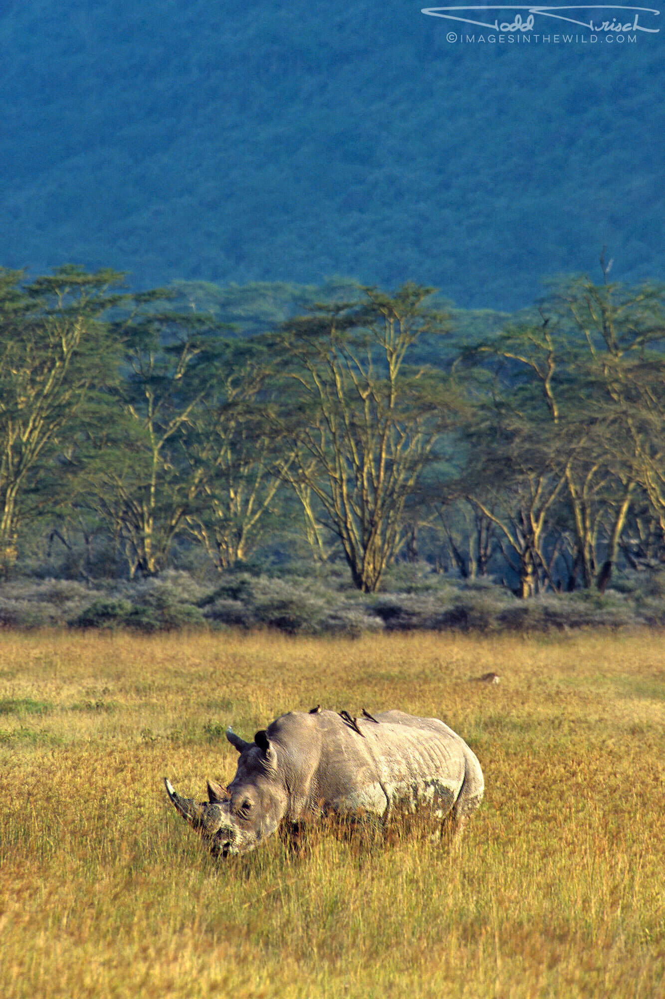Lake Nakuru White Rhino