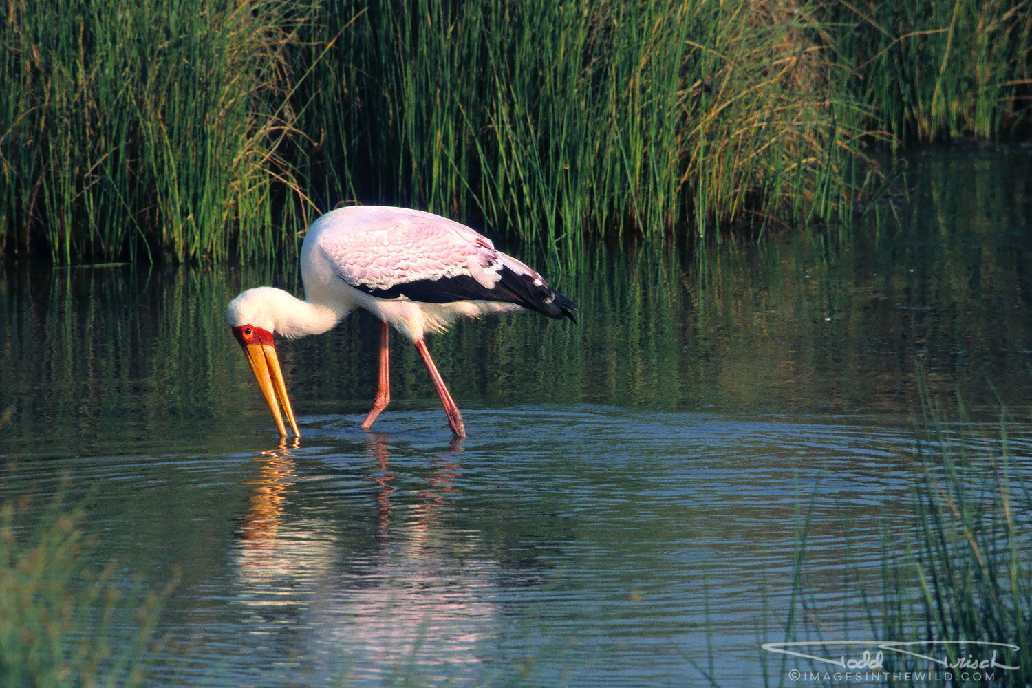 Yellow Billed Stork