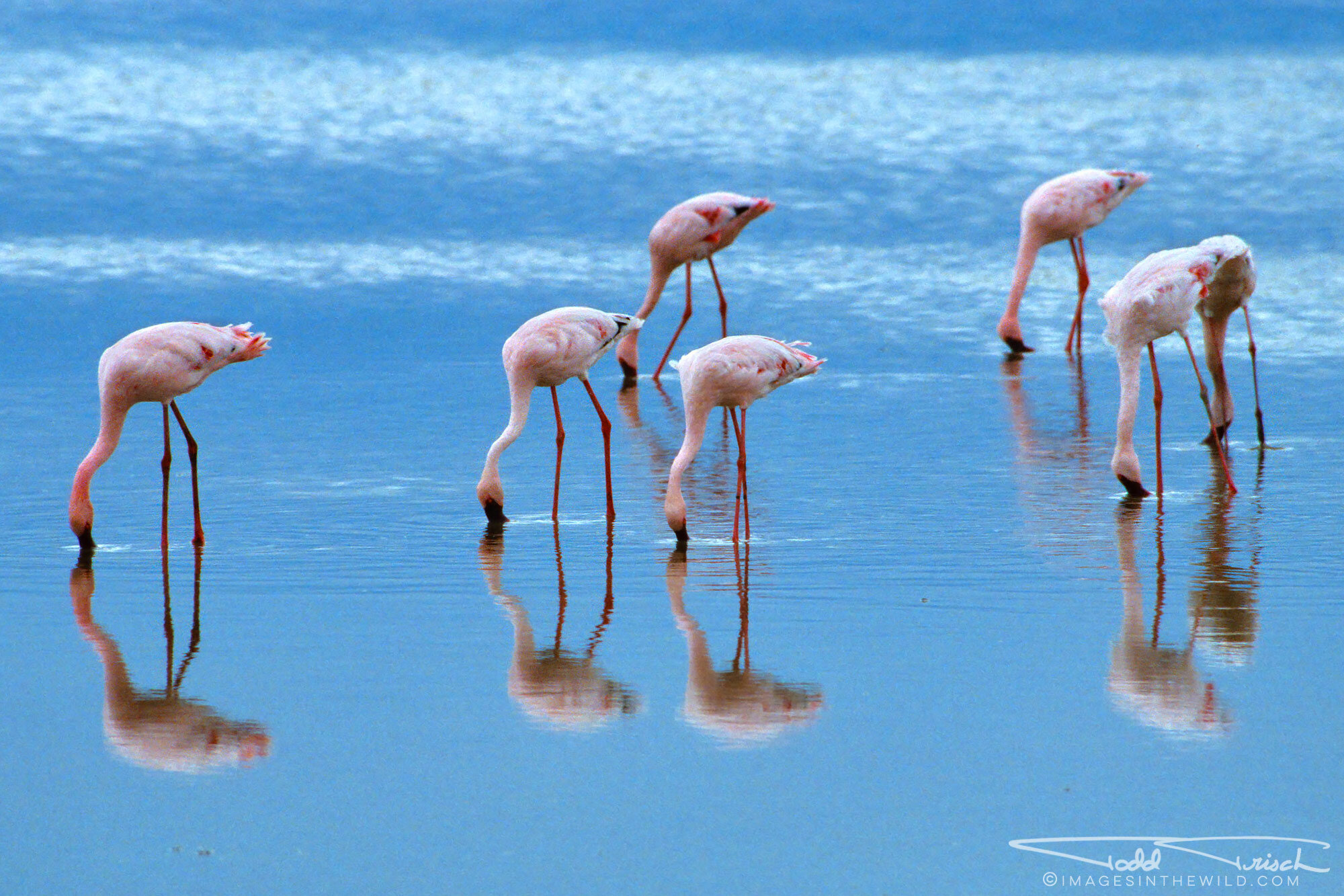 Flamingos Reflection