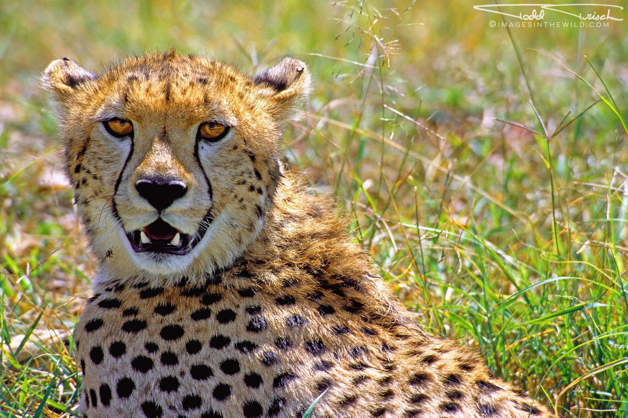 Cheetah Stare