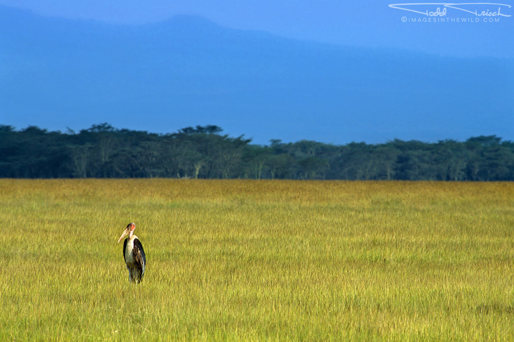  Marabou Stork