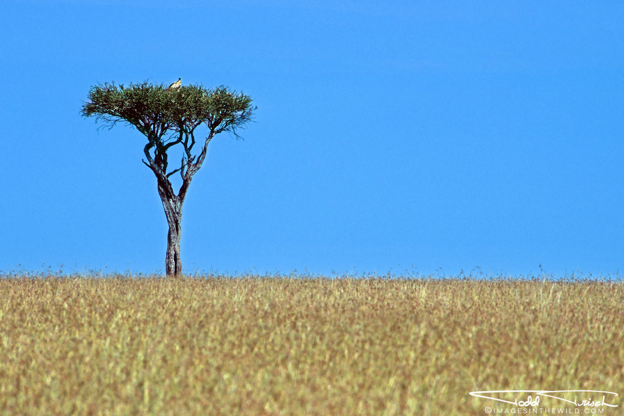 Vulture Atop Acacia Tree