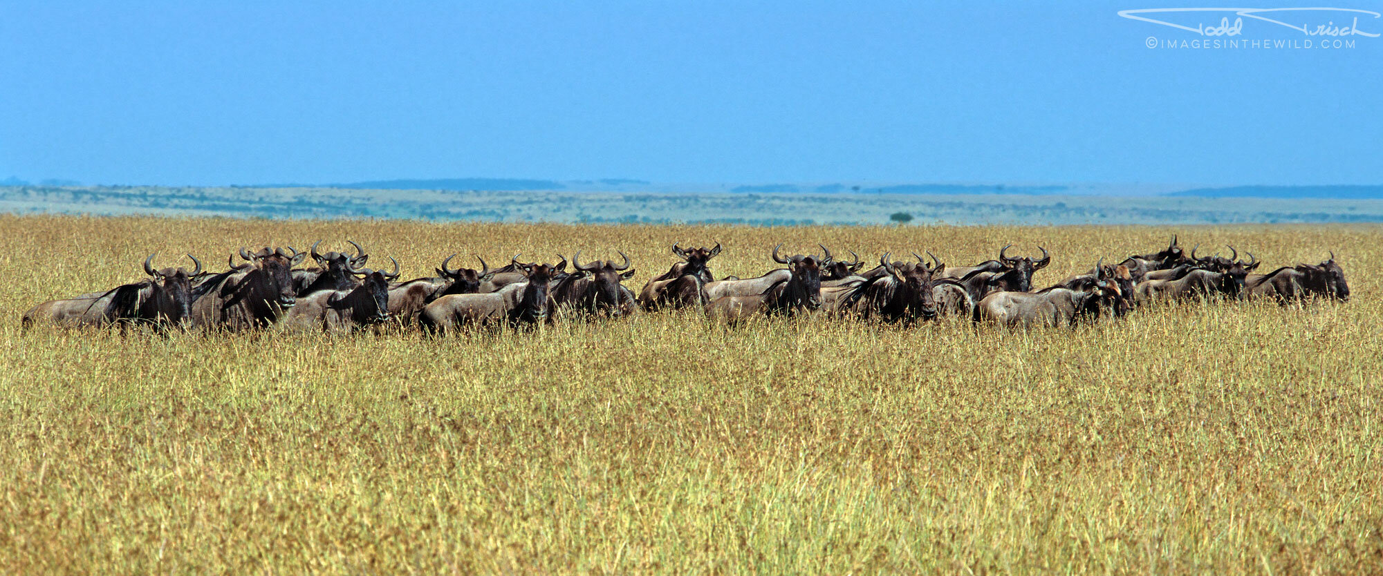  Wildebeest Migration