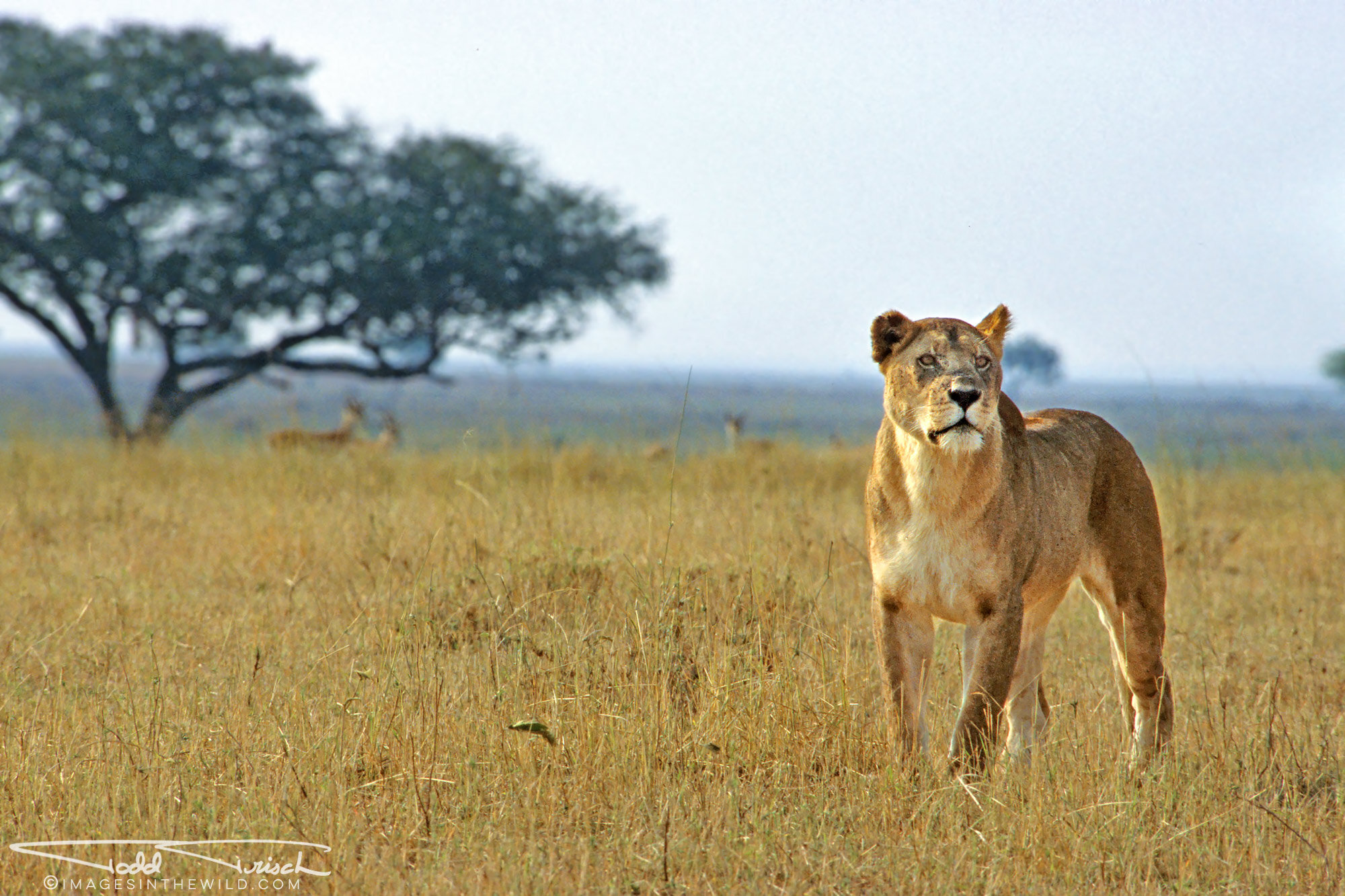Lioness in search of prey