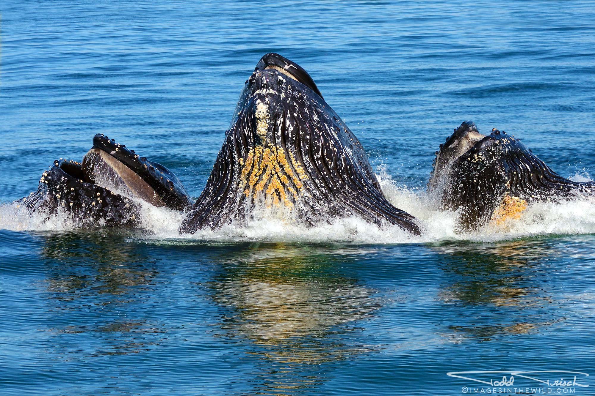 Lunge Feeding Humpbacks