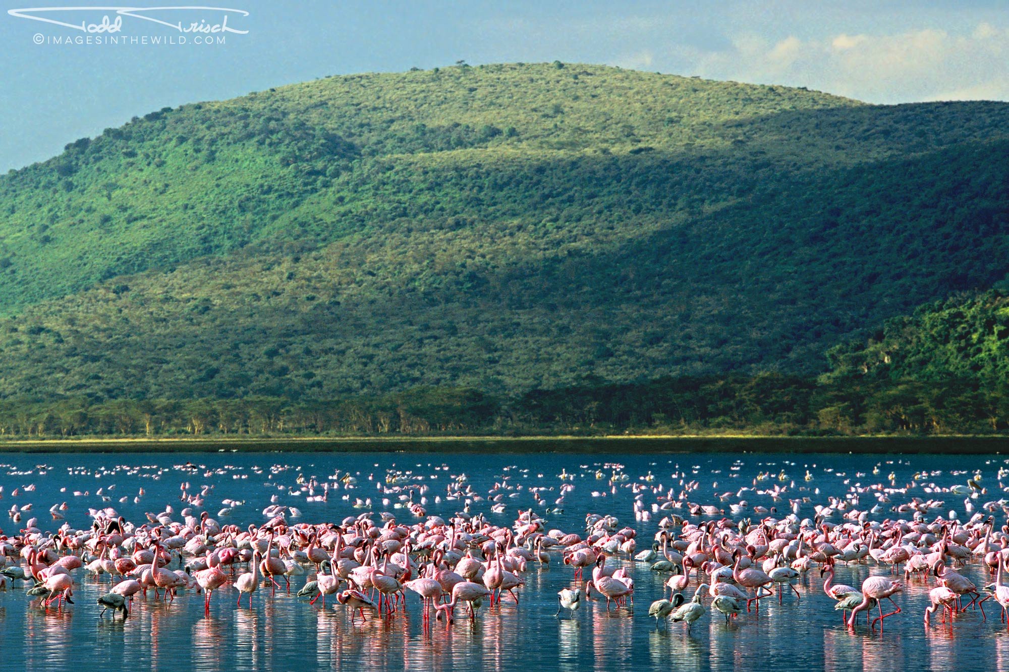  Flamingos on Lake Nakuru