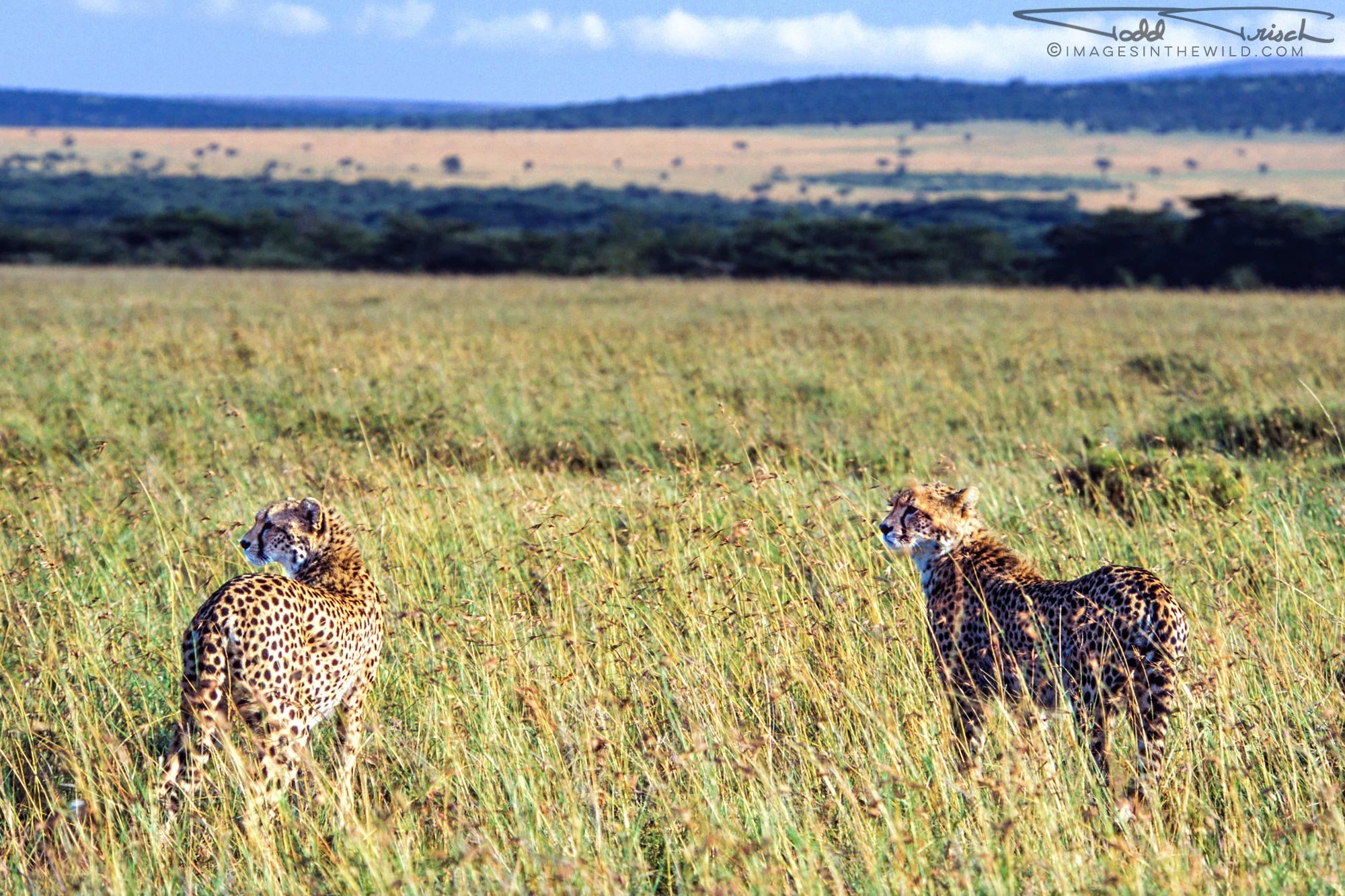 Cheetahs On The Lookout