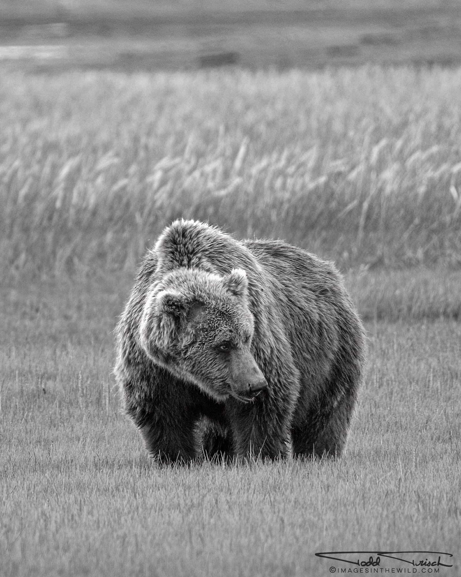 Brown Bear Stare