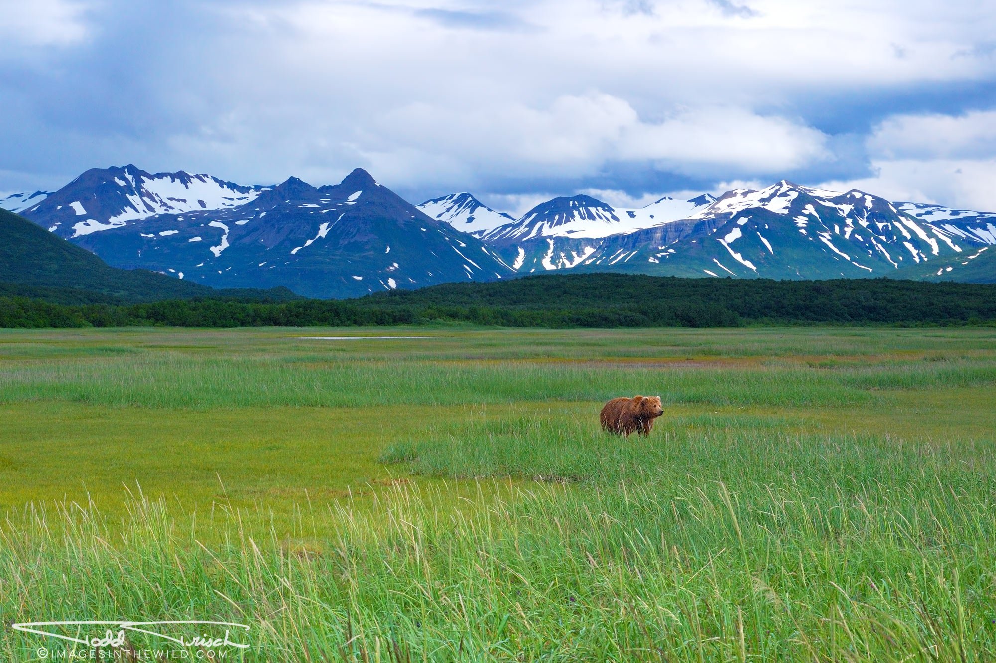 Katmai Brown Bear