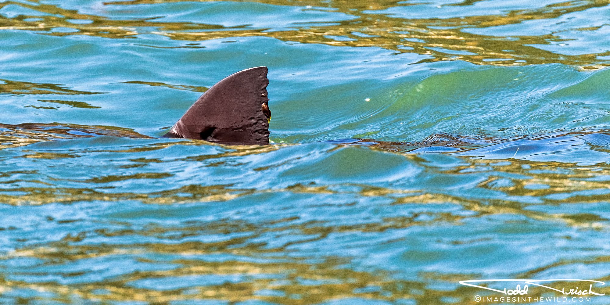 Great White Shark Dorsal Fin