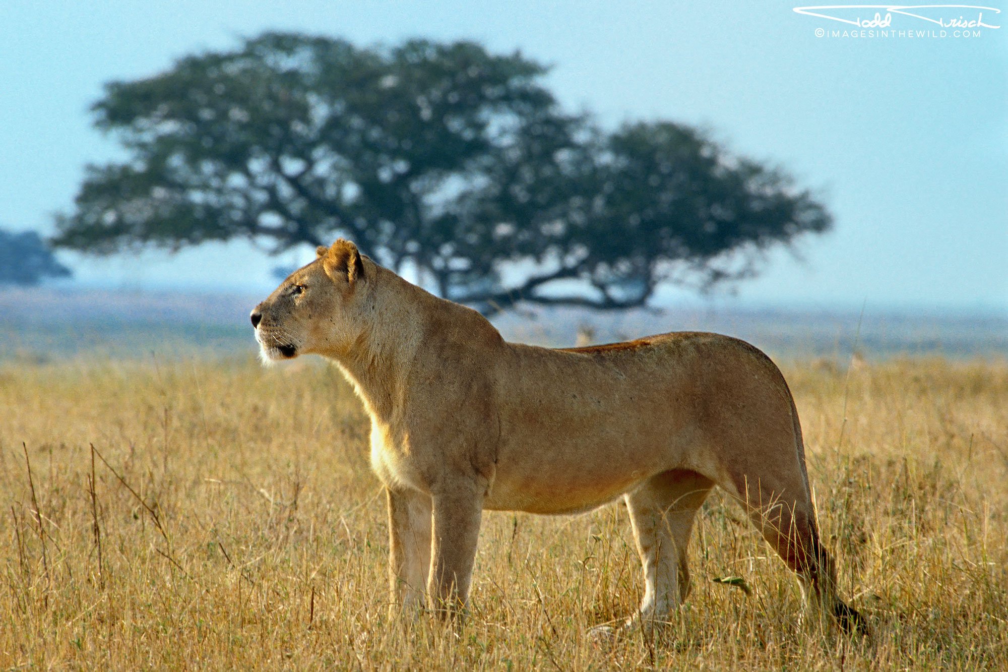 Serengeti Lioness