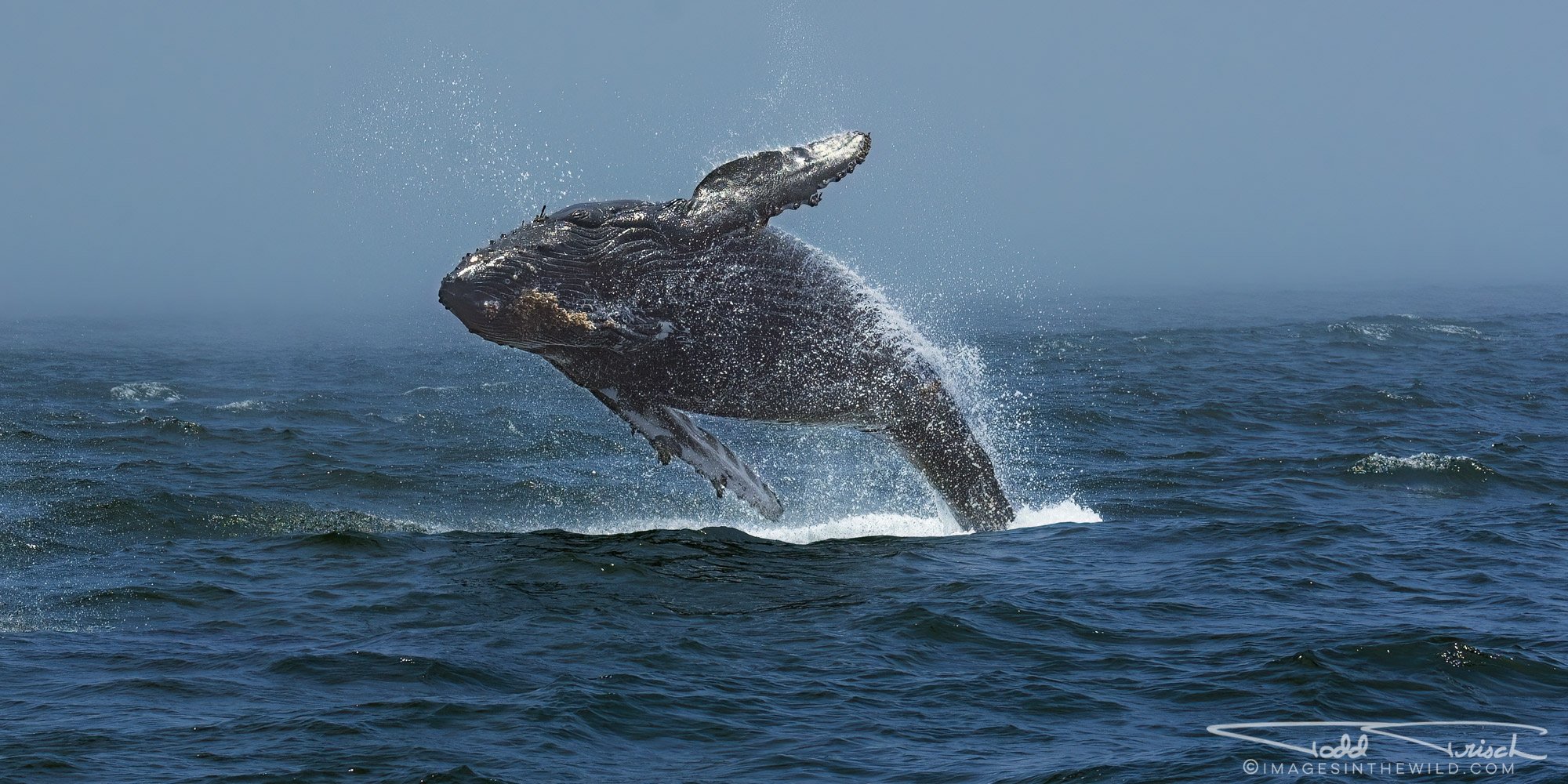 Mystic Humpback 