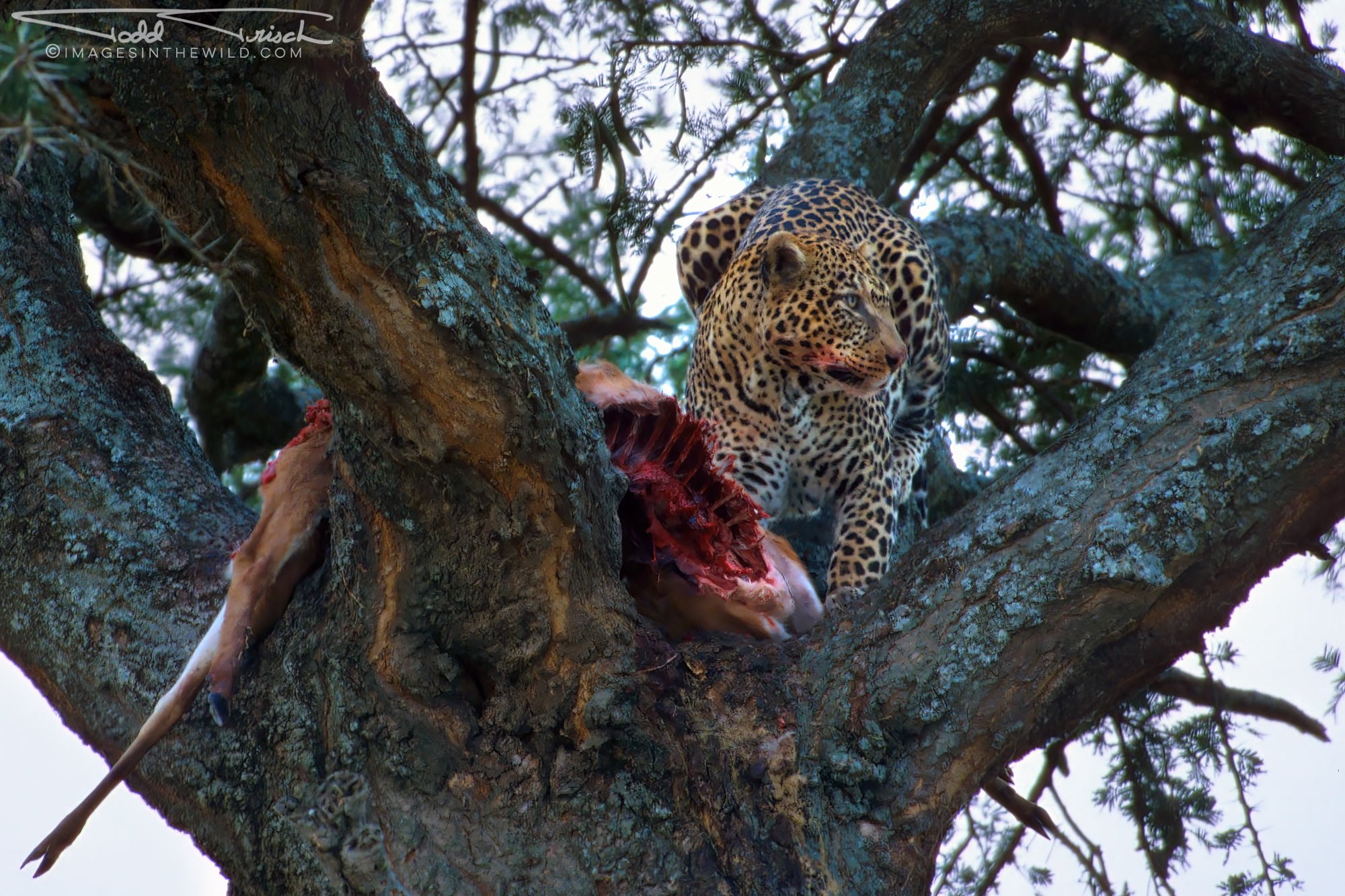 Sunset Leopard Kill - Serengeti