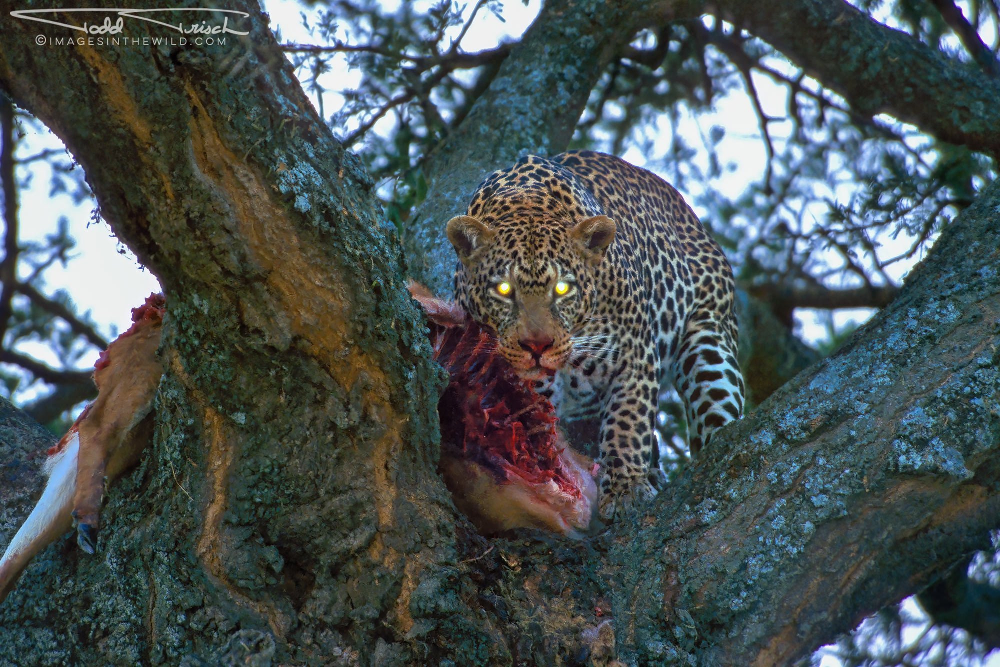 Leopard Eyeshine