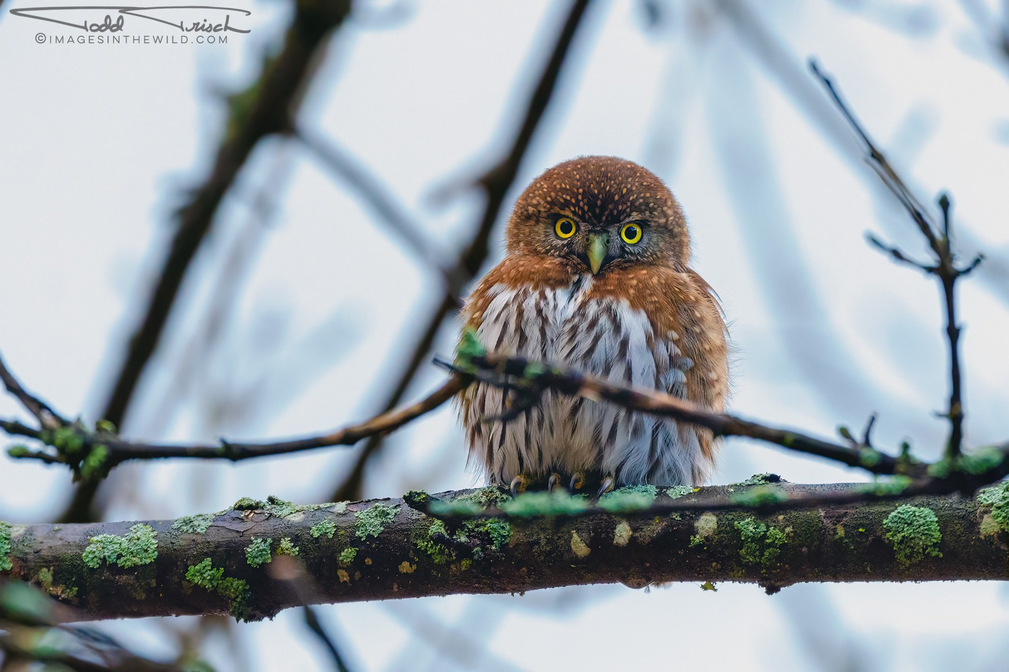 Northern Pygmy Owl