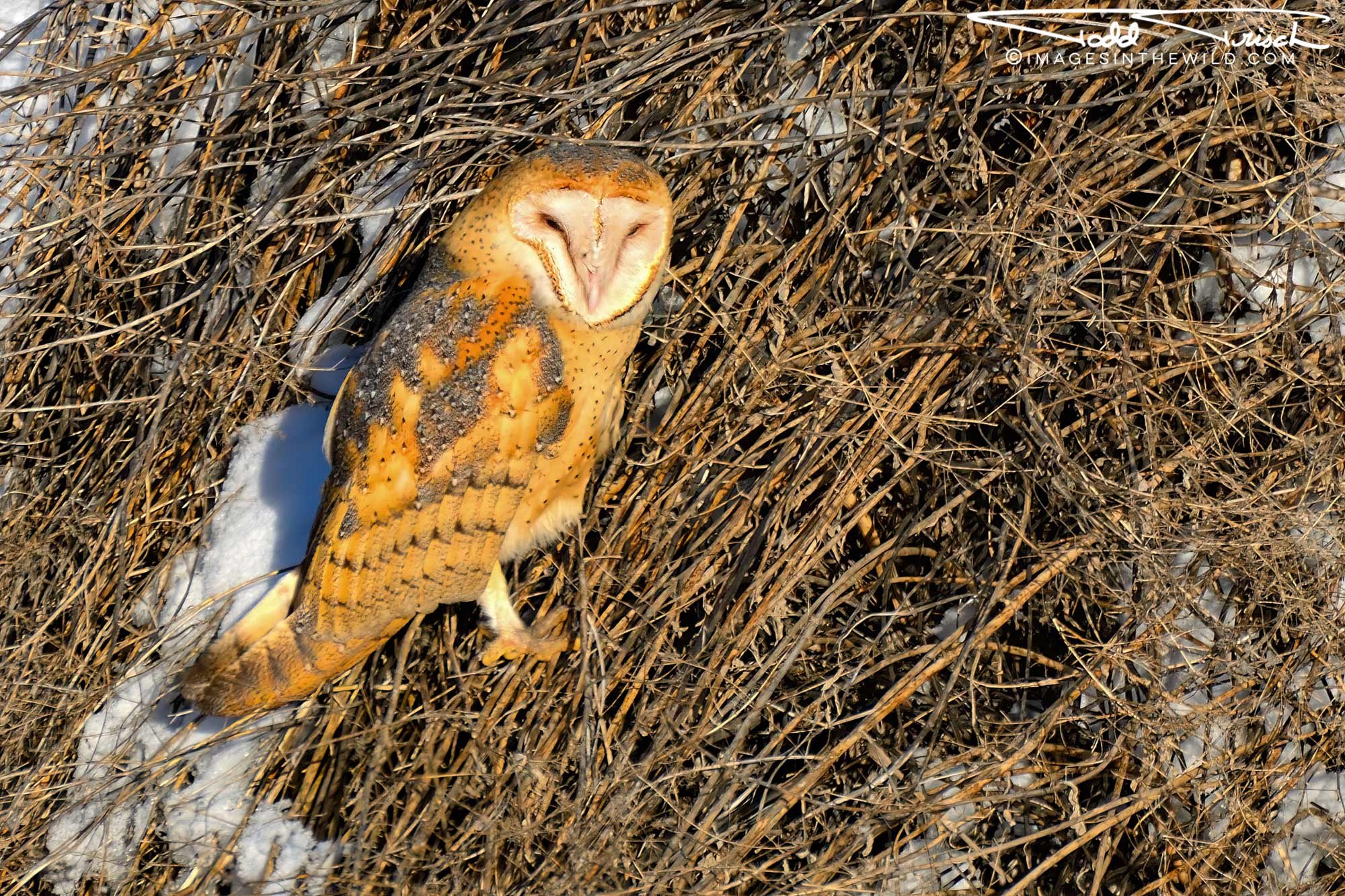 Barn Owl in the Snow