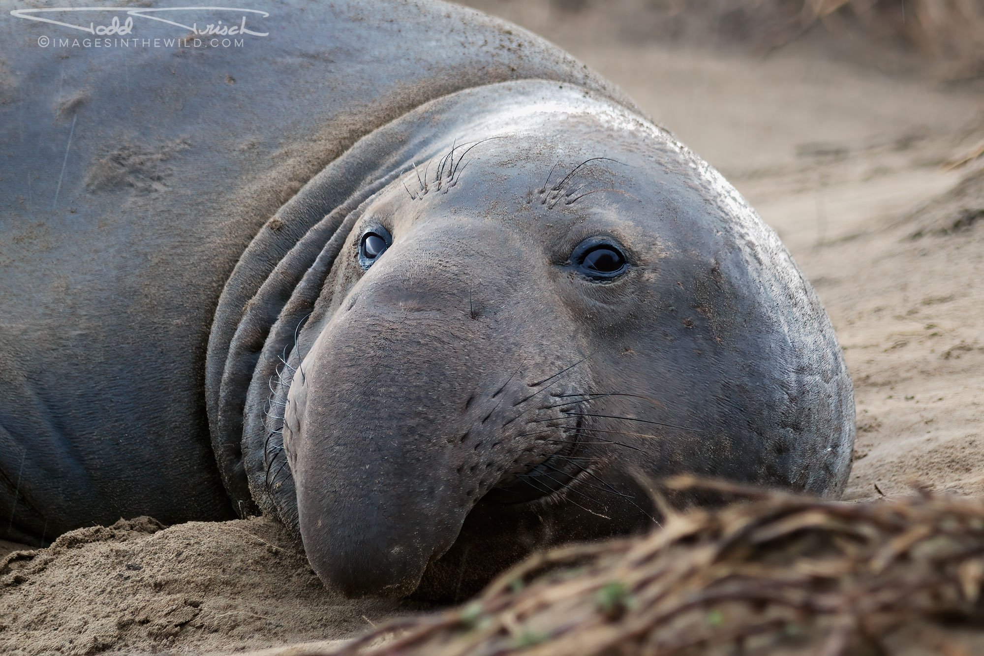 Ano Nuevo Elephant Seal In The Rain