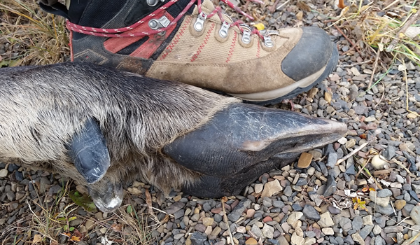 How big are Alaska/Yukon bull moose? That’s a size 12 boot. Their lower legs are as thick around as your knee joint and their ribs are about as big as your wrist.