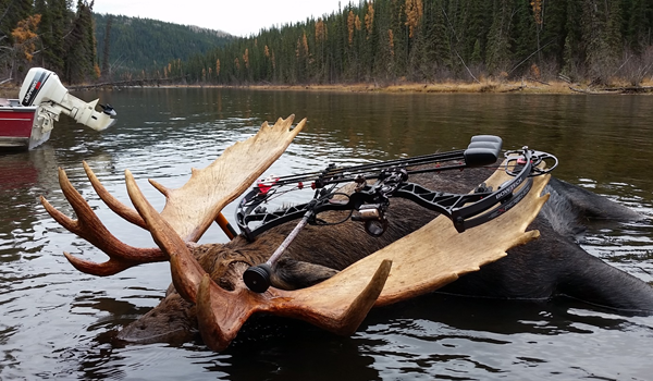 moose-in-water.png