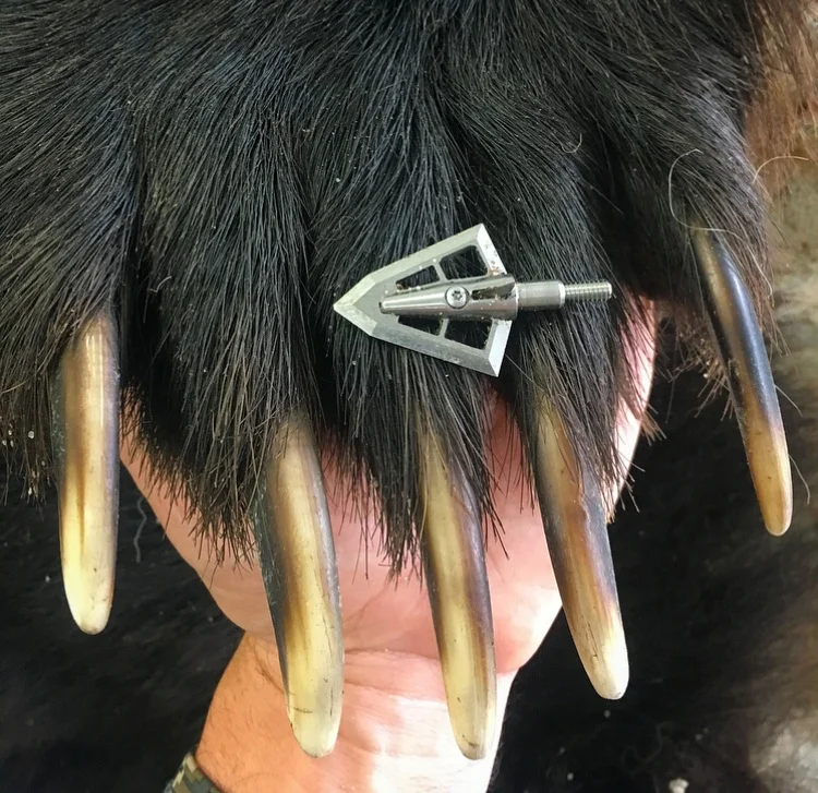 Archery+Alaskan+Grizzly.jpg