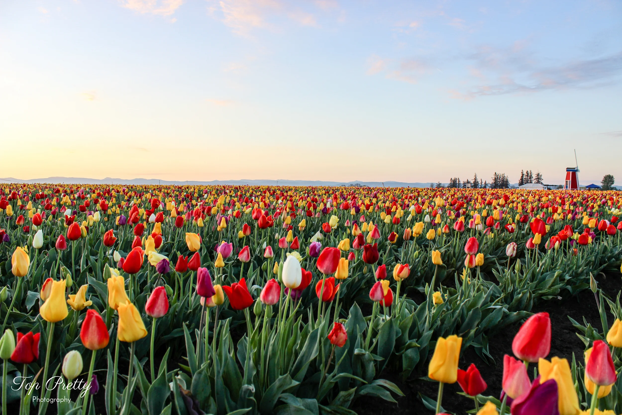 windmill tulips