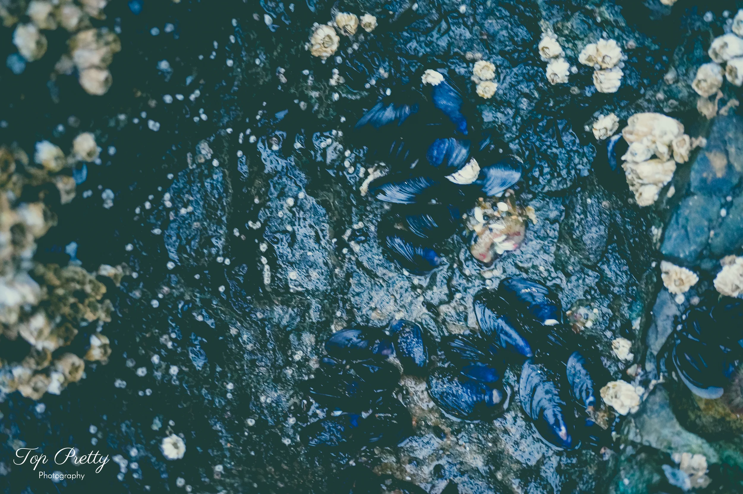blues and barnacles