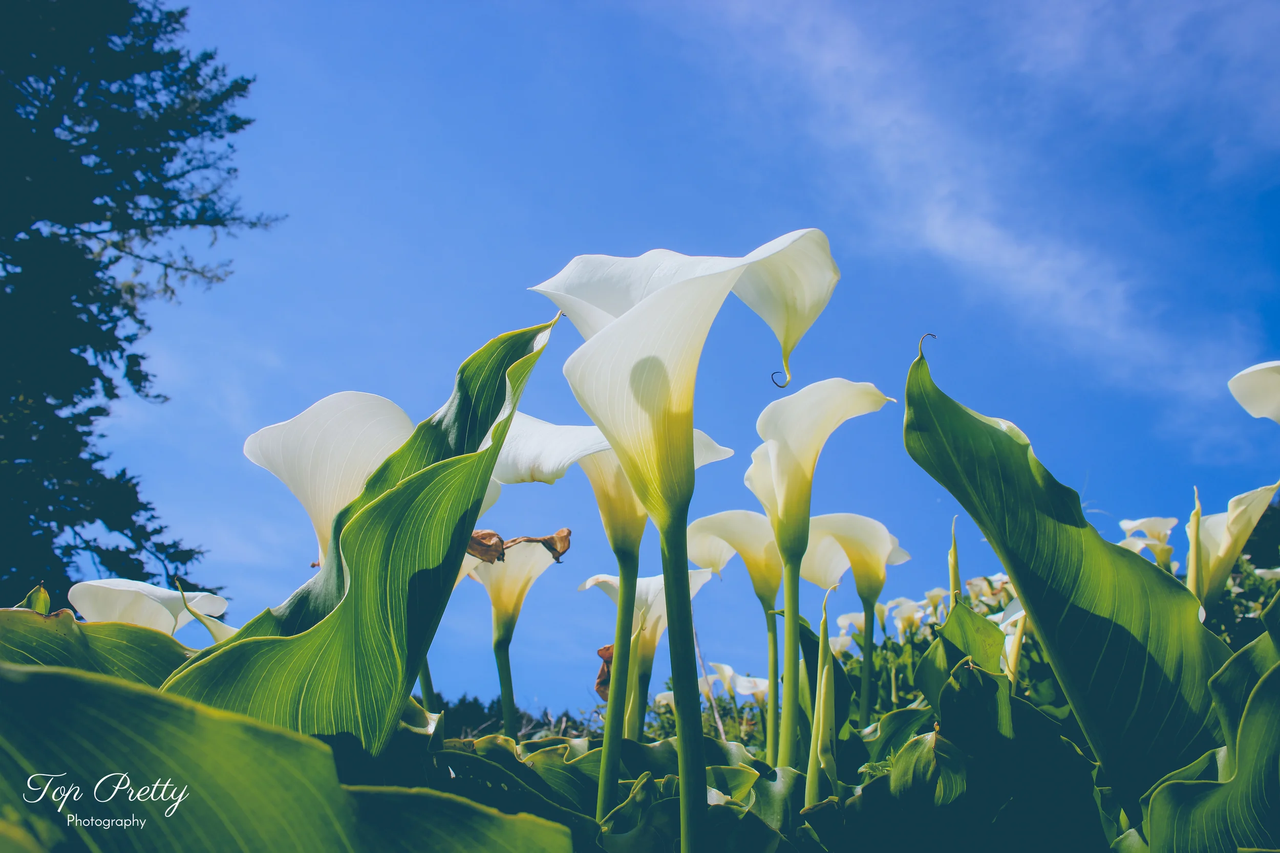 Top Lilies