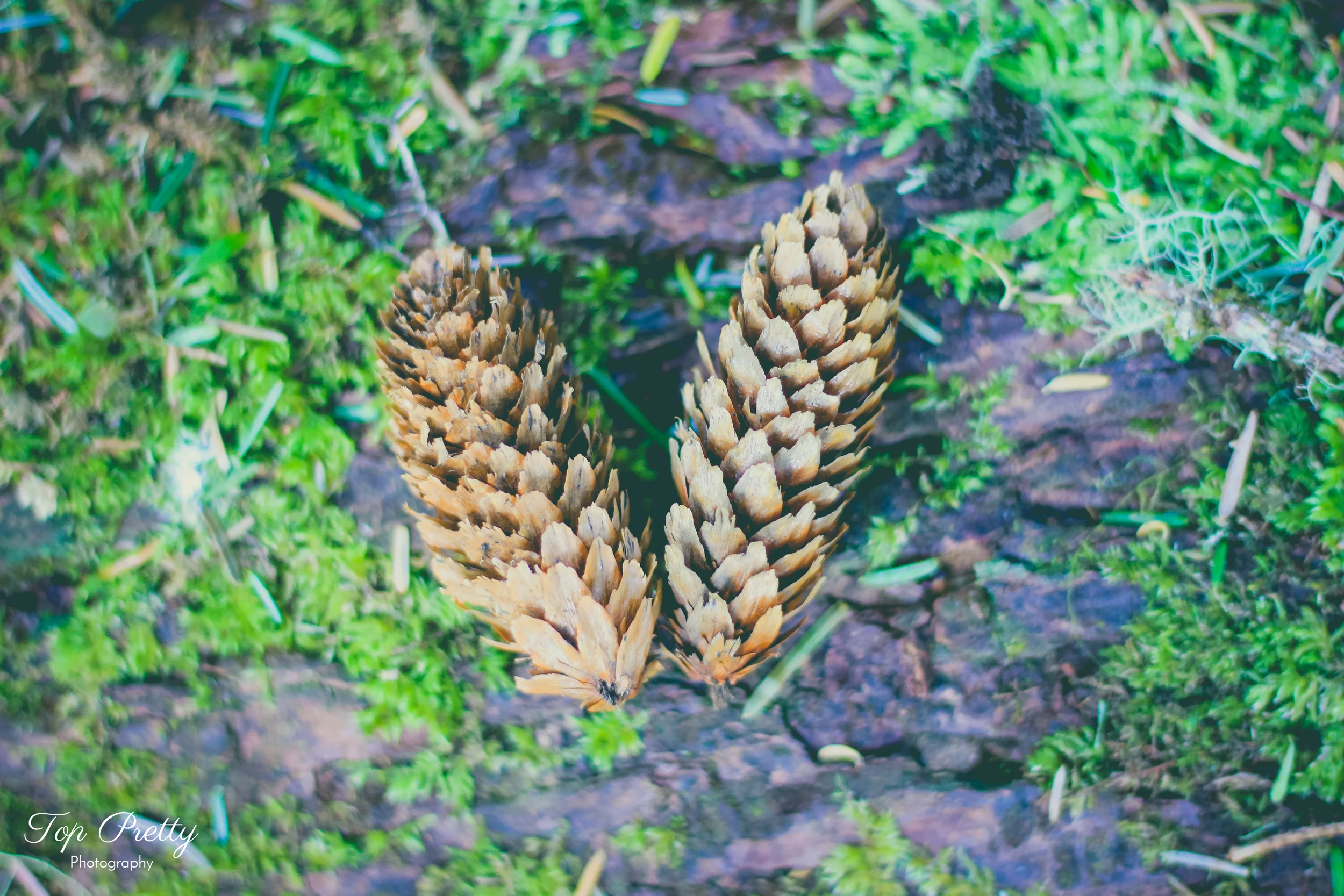 Pinecone heart