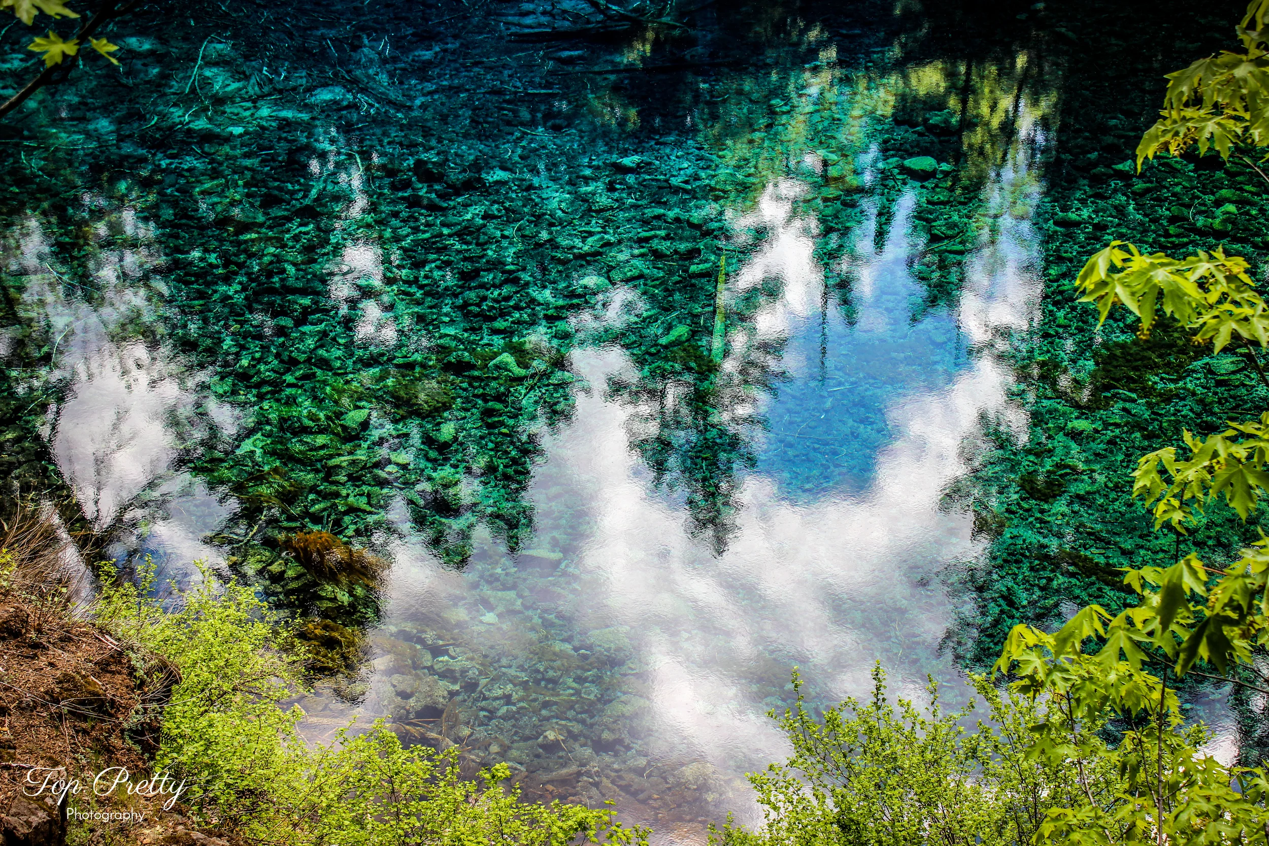 Trees in Blue Pool