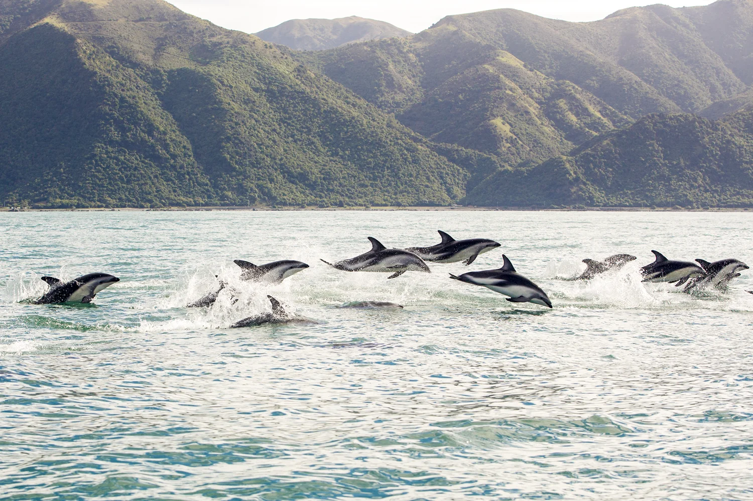 DuskyDolphins_209.jpg