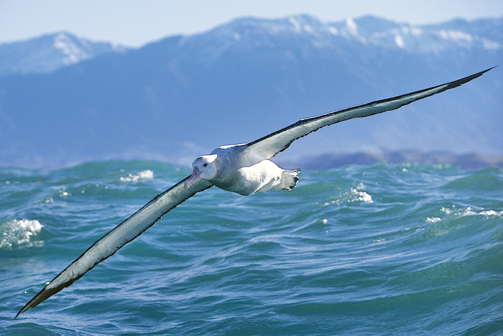 The Wandering Albatross, the world's largest living bird, has a wingspan of 3.5 meters.