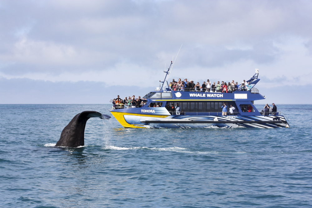 Whale Watch is one of the most popular tourist attractions in New Zealand.