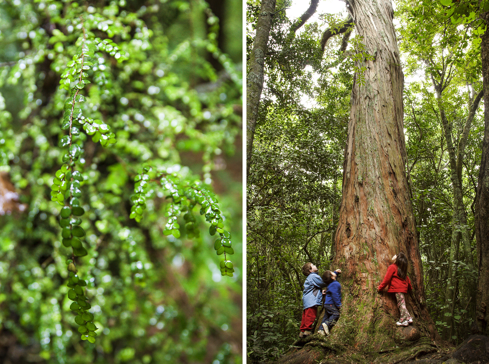 Puhi Puhi Scenic Reserve, near the Lodge, has some majestic Totora trees which can grow to 35 meters tall.