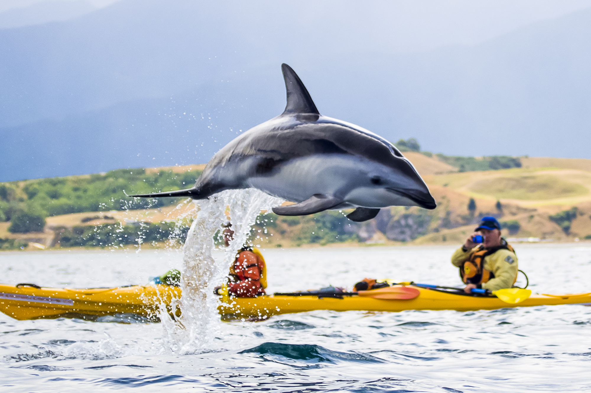 Sea kayakers have close encounters with the Fur Seals, Blue Pengiuns and Dusky Dolphins along the Kaikoura coastline.