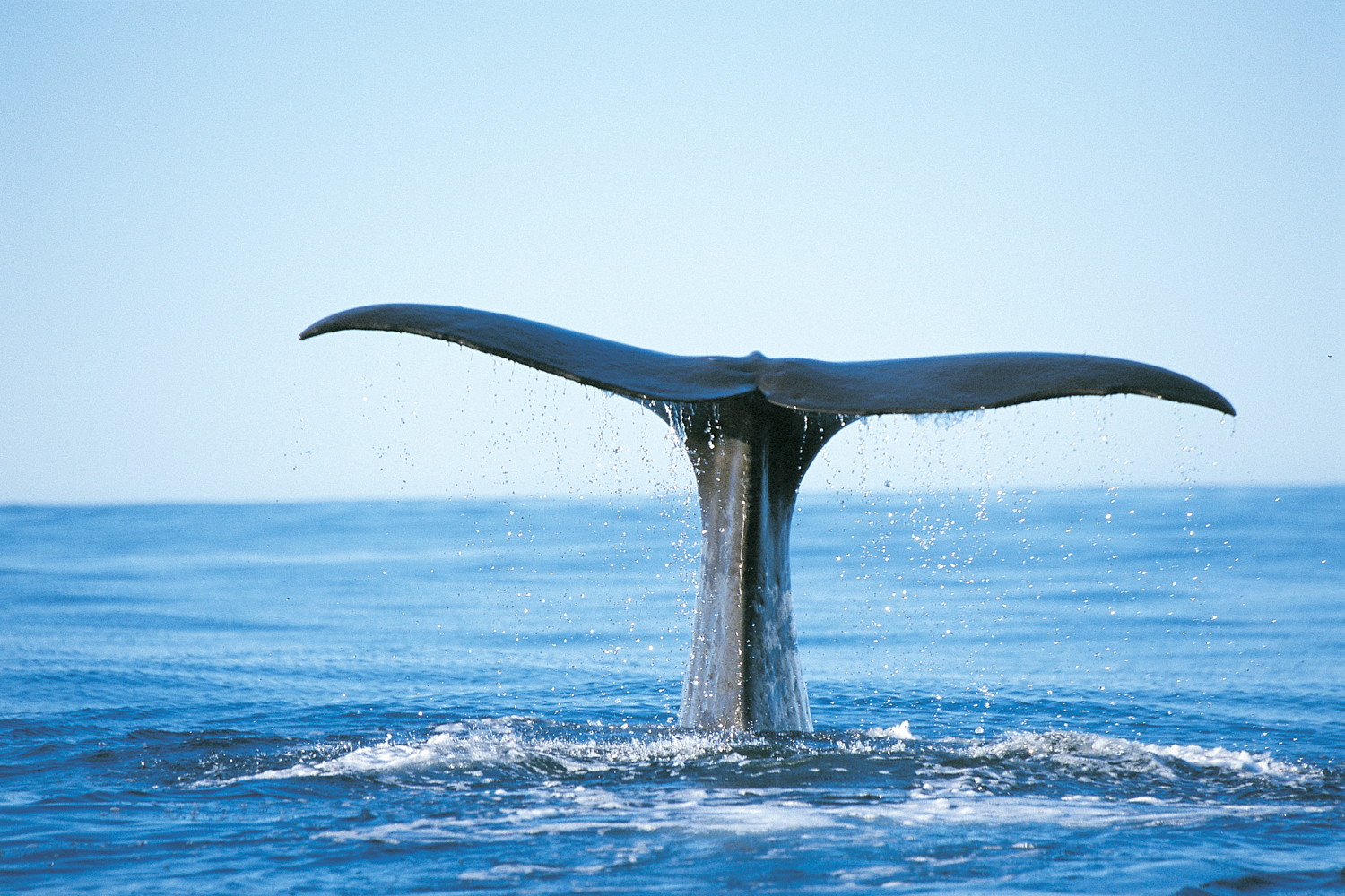 Sperm Whales can be seen year-round and close to Kaikoura's coastline.